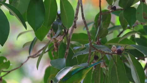 Facing-to-the-right-eating-a-fruit-then-drops-it-to-move-down-and-pulls-another-fruit-to-eat,-Blue-winged-Leafbird-Chloropsis-moluccensis,-Thailand