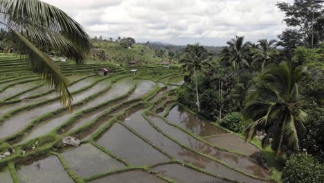 Aufnahme-Beim-Fliegen-über-Reisfelder-In-Asien