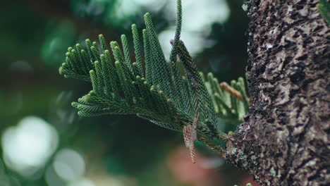 Close-up-of-cool-green-pine-tree-branches