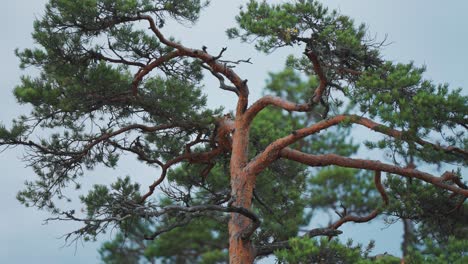 A-pine-tree-with-twisted-and-tangled-branches