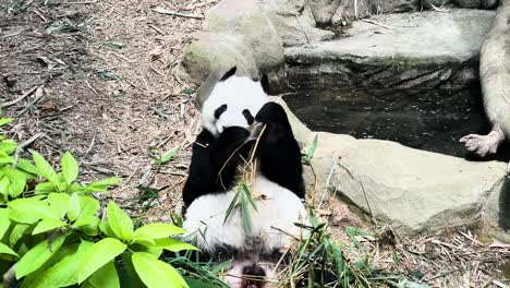 One-Giant-Panda-Bear-Eating-Plants-In-Singapore-Zoo---Close-Up