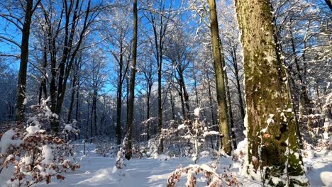 Snowy-winter-forest-during-golden-hour,-Thick-mossy-tree-trunk,-clear-day,-blue-sky,-shot-in-middle-Europe,-Poland