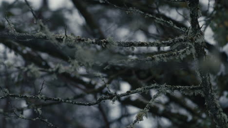 Branches-with-lichen-blowing-gently-in-wind