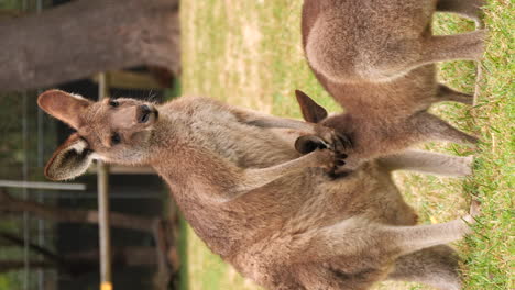 Mother-Red-Kangaroo-nursing-her-young-joey-at-Australia-farm,-vertical-video
