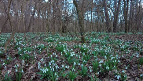Snowdrops-blanket-the-forest-floor-in-a-mesmerizing-display-of-nature's-beauty