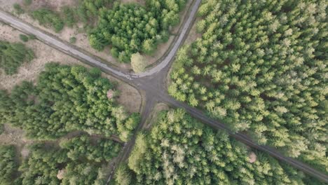 Cruce-De-Caminos-Formado-Por-Dos-Caminos-En-Un-Denso-Bosque