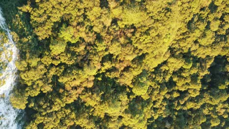 Aerial-view-looking-down-on-a-forest-at-the-bottom-of-a-cliff-in-the-mountains,-drone-footage