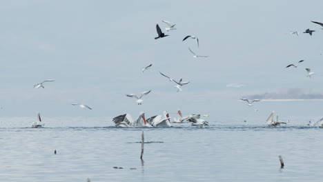 Group-of-Dalmatian-Pelicans-getting-ready-to-dive-hunt-fish-lake-kerkini