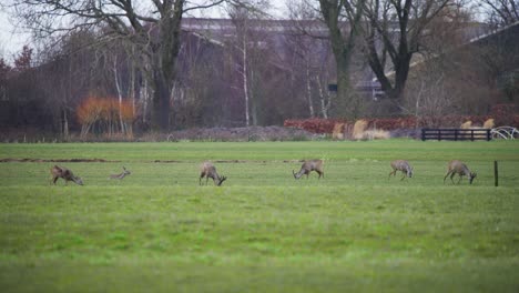 Roe-deer-herd-grazing-in-grassy-field,-trees-and-city-buildings-behind