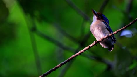 A-male-fledgling-seen-from-under-exposing-its-white-belly-as-it-looks-up-waiting-for-its-parent-to-come-and-feed