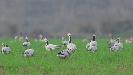 Flock-of-bar-headed-goose-grazing