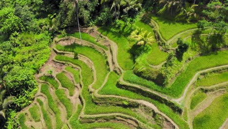 Stunning-Tegallalang-rice-terraces-on-the-island-of-Bali,-Indonesia,-showcasing-their-intricate-beauty-and-lush-greenery-from-an-aerial-perspective