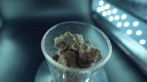 Eine-Filmische-Makroaufnahme-Einer-Cannabispflanze,-Hybrider-Orangensorten,-Indica-Typ,-Grüner-Marihuanablüte,-Zeitlupe-120 fps,-LED-Studioleuchten,-Klares-Glas,-Mit-Sanfter-Kranbewegung-Im-Zoomverfahren