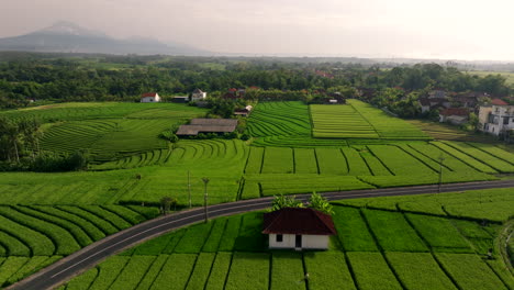 Amplia-Vista-Aérea-Del-Corredor-En-La-Carretera-Rural-Entre-Campos-De-Arroz-Verdes-Abstractos