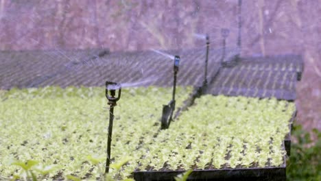 Strategisch-Platzierte-Sprinklerköpfe-Sorgen-Für-Die-Bewässerung-Der-Pflanzen