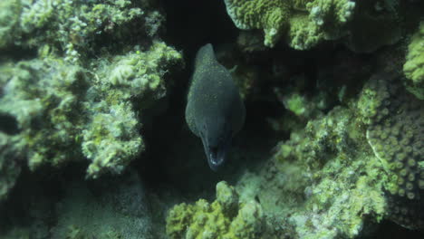 Giant-Moray-eelor-Muraenidae-by-the-Coral-Reef-of-The-Red-Sea-of-Egypt