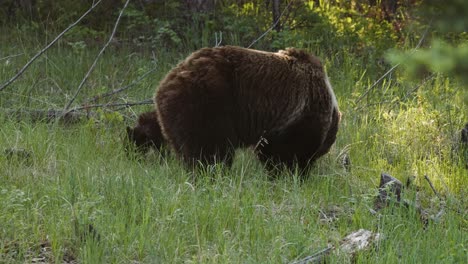 Ein-Majestätischer-Brauner-Grizzlybär-Wird-Gefangen-Genommen,-Wie-Er-Friedlich-Zwischen-Den-Hohen-Gräsern-Eines-Dichten,-Grünen-Waldes-Grast