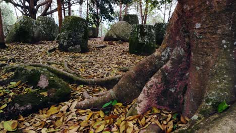 Plain-of-Jars,-Reveal-sandstone-structures-from-behind-tree-root-in-jungle