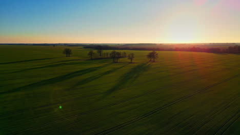 Luftbild-Kamerafahrt-Von-Silhouettenbäumen-Mitten-Auf-Einem-Feld,-Sonnenuntergang-Auf-Dem-Land