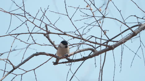 Black-capped-chickadee-bird-pecking-buds-hanging-on-tree-twig-in-spring-Japan