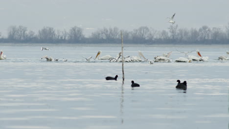 Group-of-Dalmatian-Pelicans-swim-slow-motion-lake-kerkini-Greece