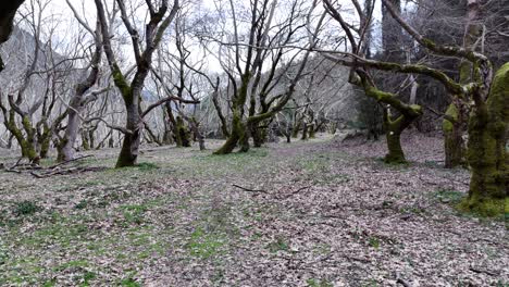 Volar-A-Través-De-Un-Encantador-Bosque-Invernal-|-4k-60fps