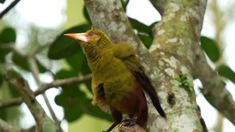 Green-oropendola,-psarocolius-viridis-perched-on-tree-branch-in-wooded-habitats,-observing-its-surroundings,-emitting-distinctive-calls-amidst-the-forest-and-shake-up-the-feathers,-close-up-shot