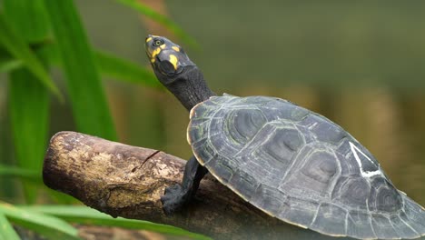 A-juvenile-yellow-spotted-river-turtle,-podocnemis-unifilis,-basking-on-the-log-by-the-lake-under-the-sunlight,-close-up-shot-capturing-vulnerable-reptile-species-blinking-its-eye