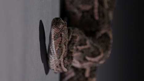 Puff-Adder-slowly-moves-head-as-tongue-flicks-around---Vertical-video