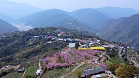 A-vibrant-village-with-blooming-cherry-blossoms-among-mountainous-terrain,-aerial-view