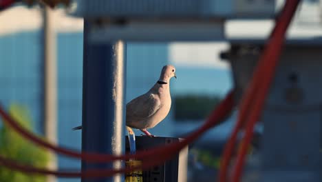 An-African-Collared-Dove-perched-on-a-pole-next-to-a-CCTV-camera-on-a-rooftop-in-urban-Dubai