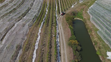 Arbeiter-Ernten-Gräber-Auf-Einem-Weinberg-In-Neuseeland,-Während-Ein-Traktor-Vorbeifährt