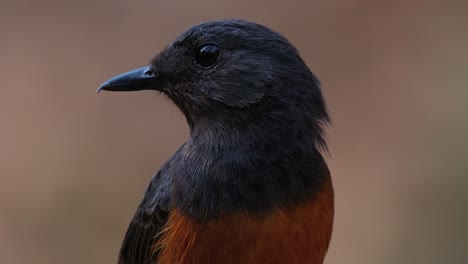 Facing-to-the-left-while-the-camera-zooms-out,-White-rumped-Shama-Copsychus-malabaricus,-Thailand