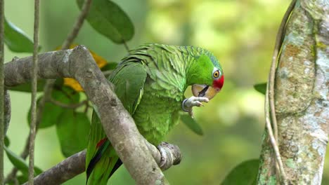 Amazona-De-Corona-Roja-Posada-En-La-Rama-De-Un-árbol-En-Medio-De-Un-Bosque,-Acicalándose-El-Pie,-Una-Especie-De-Ave-En-Peligro-De-Extinción-Debido-A-La-Destrucción-Del-Hábitat-Y-El-Comercio-Ilegal-De-Mascotas