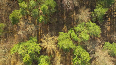 árboles-Del-Bosque-Caducifolio-Vista-Desde-Arriba
