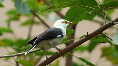 Primer-Plano-De-Una-Especie-De-Ave-En-Peligro-De-Extinción,-Un-Miná-De-Alas-Negras,-Acridotheres-Melanopterus-Posado-En-Una-Rama-De-árbol-En-Medio-Del-Bosque,-Paseando-Por-Sus-Alrededores,-Extendiendo-Sus-Alas-Y-Volando