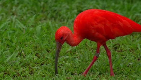 Exotic-wading-bird-species,-scarlet-Ibis,-eudocimus-ruber-with-vibrant-plumage,-foraging-for-invertebrate-with-its-long-bill-in-the-wildlife-enclosure,-close-up-shot