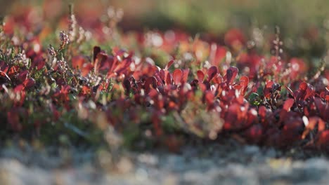 Plantas-Rojas,-Verdes-Y-Grises-Cubren-El-Suelo-En-La-Tundra-Otoñal