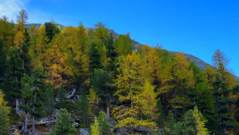 Yellow-fall-autumn-Larks-forest-Saastal-Saas-Fee-Switzerland-chairlift-ride-top-of-Swiss-Alps-glacier-mountain-peaks-summer-morning-stunning-vibrant-blue-sky-alpine-valley-Zermatt-Alphabel-pan-slowly