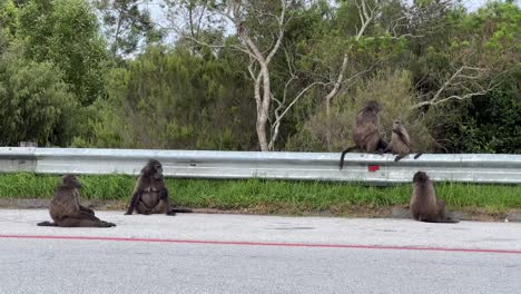 Baboons-playing-on-the-side-of-the-road