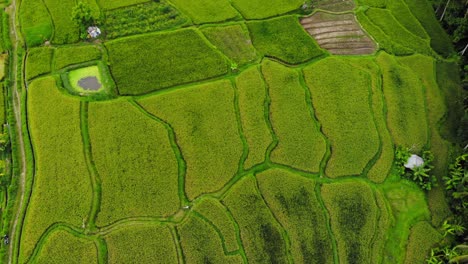 Rice-terraces-on-hillside-slope-in-Bali,-Indonesia,-seen-from-above,-top-down-aerial-view