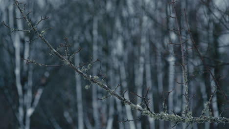 Abstrakte-Detail-Zweig-Mit-Flechten-Und-Schnee-Im-Wald