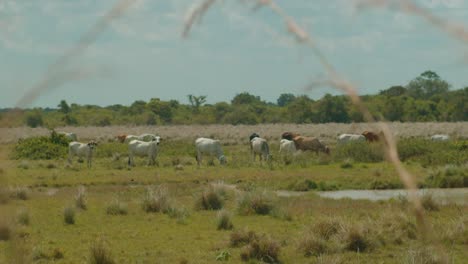 Cattle-grazing-peacefully-on-lush-field-in-Arauca,-Colombia,-framed-by-grass