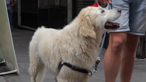 Close-up-shot-of-happy-damp-pet-dog-looking-at-the-camera,-stood-with-his-owner-then-turning-to-be-given-a-treat-and-wagging-its-tail