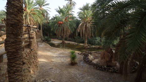 Oasis-in-Sbeitla-with-lush-date-palms-and-tranquil-water,-surrounded-by-stone-walls