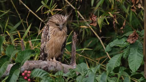 Looking-down-from-the-left-to-the-right-curious-of-what's-below-it,-Buffy-Fish-Owl-Ketupa-ketupu,-Thailand