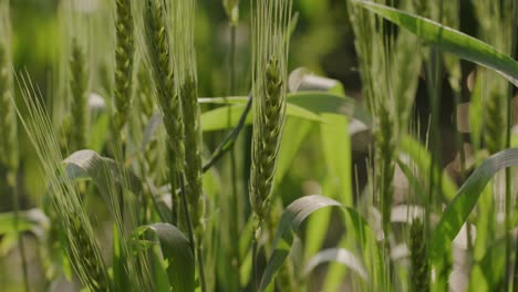 A-hand-held-close-up-shot-of-wheat-strands-on-a-wheat-farmland-with-shining-elements-as-bokeh-in-the-backdrop
