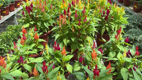 Tilt-Up-Aufnahme-Der-Wunderschönen-Pflanzen-Von-Celosia-Argentea-