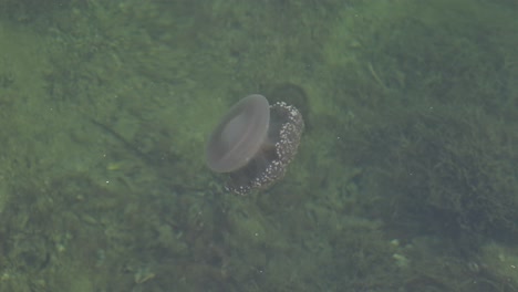 Jellyfish-moving-slowly-on-the-surface-of-the-sea-near-the-coast-of-Dubai,-United-Arab-Emirates