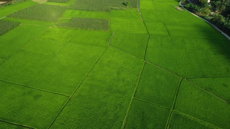 Weite,-Leuchtend-Grüne-Reisfelder,-Die-Sich-Soweit-Das-Auge-Reicht-Erstrecken